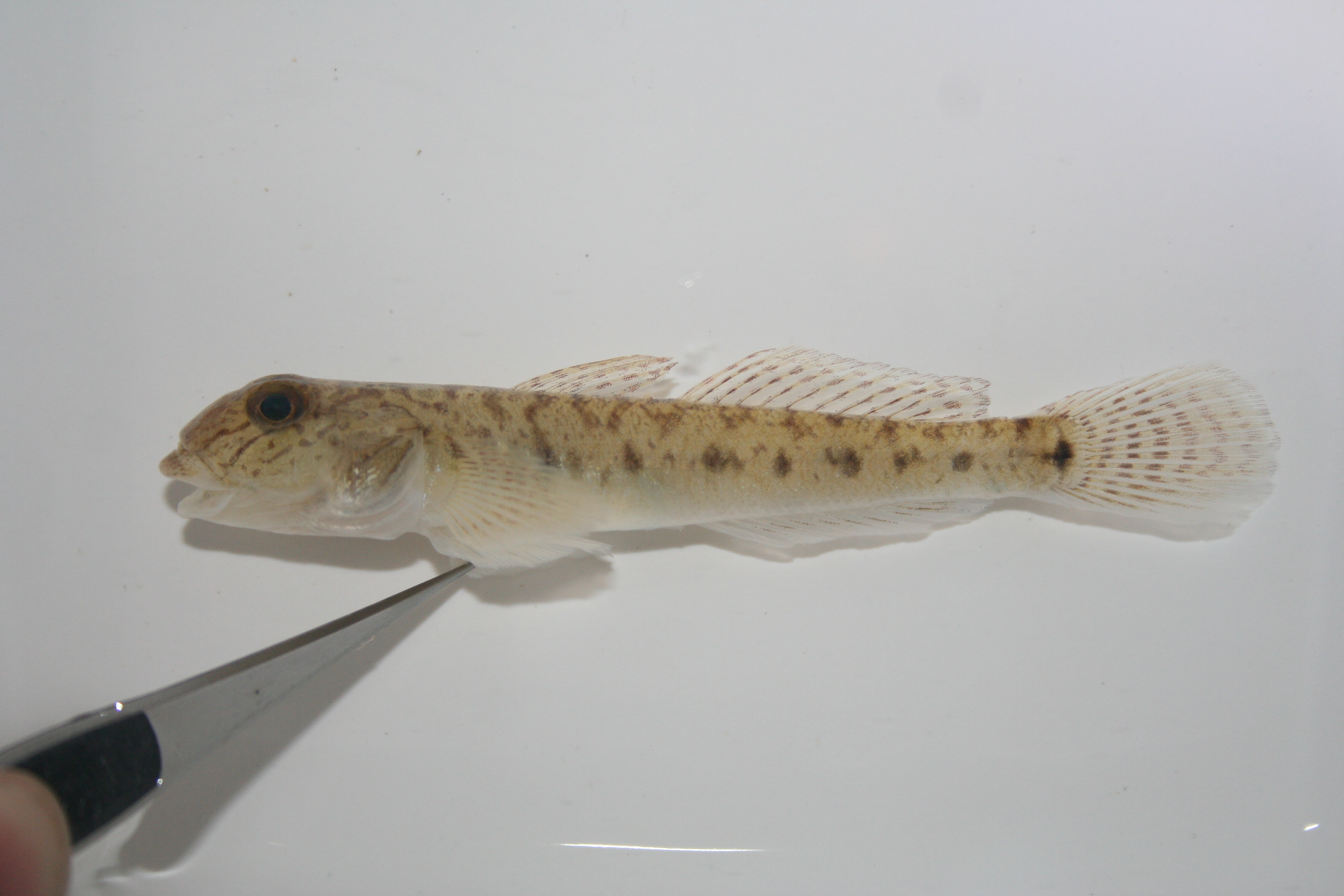 Brown goby (Awaous lateristriga) — Gobiidae — 3