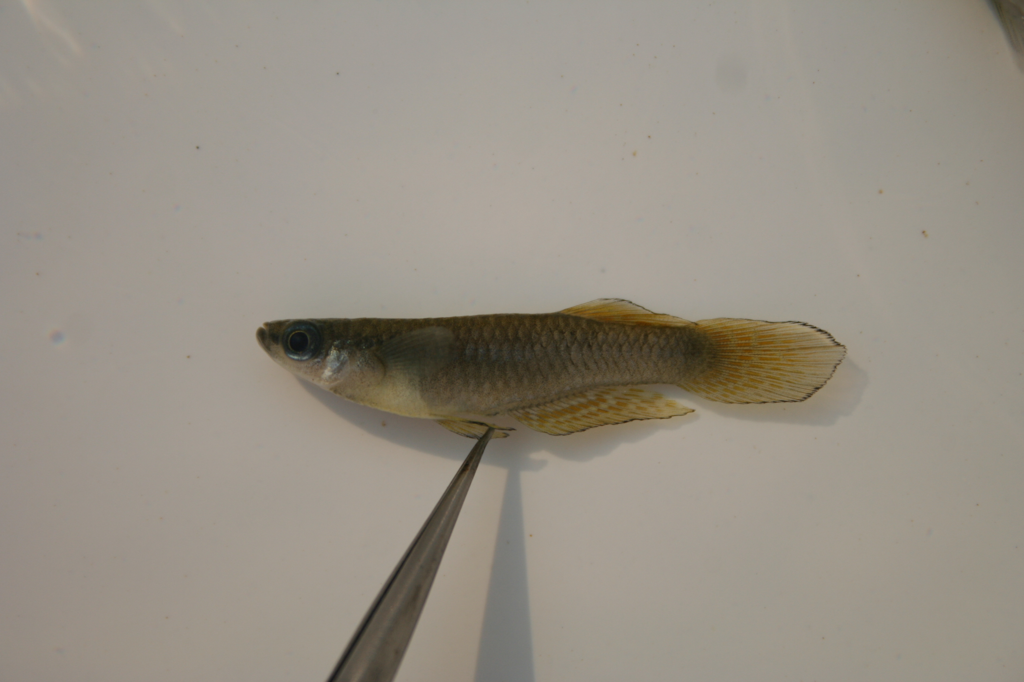 Big tailed lampeye (Lacustricola macrurus) — Poeciliidae