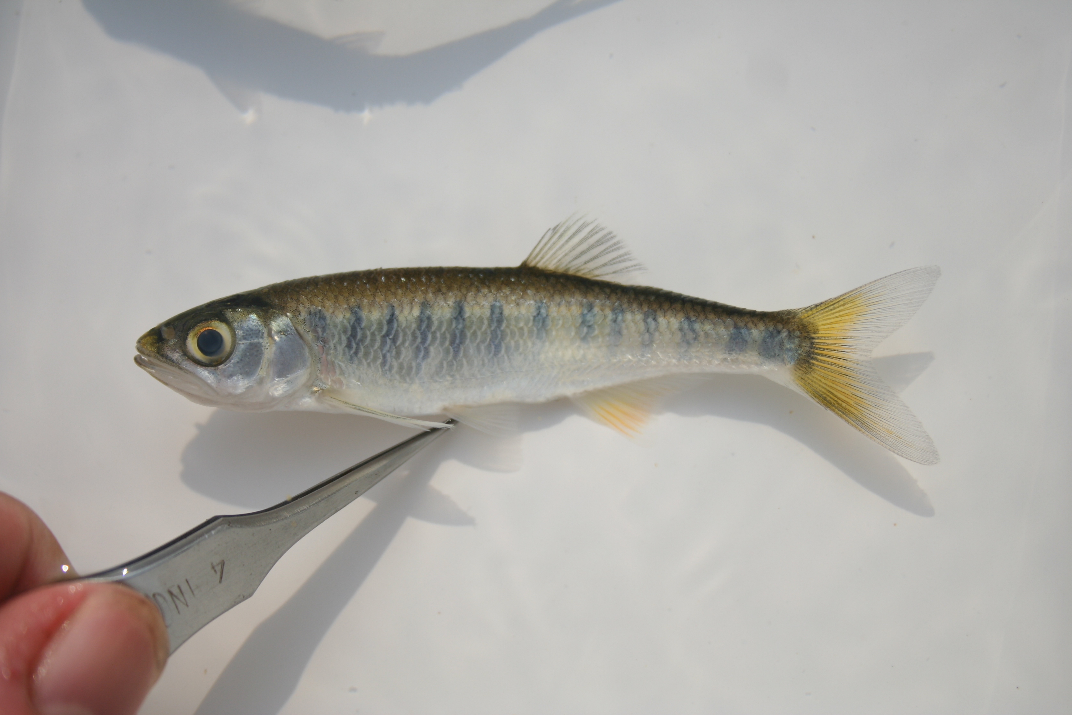 Ansorges karperzalm (Raiamas ansorgii) — Cyprinidae
