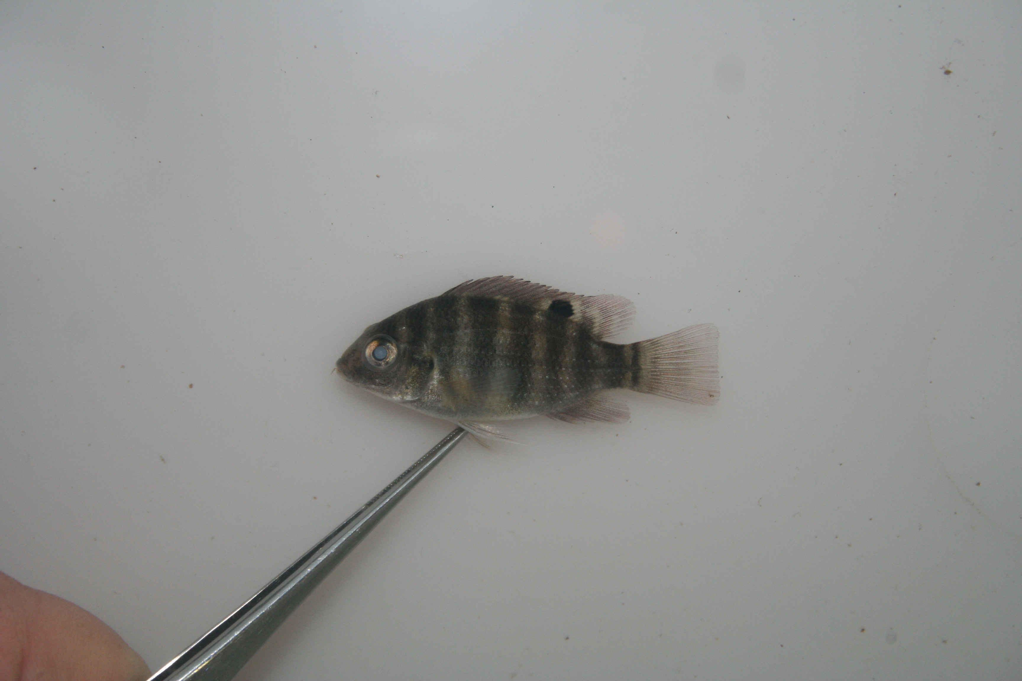 Cabra-cichlide (Pelmatolapia cabrae) — Cichlidae — 4