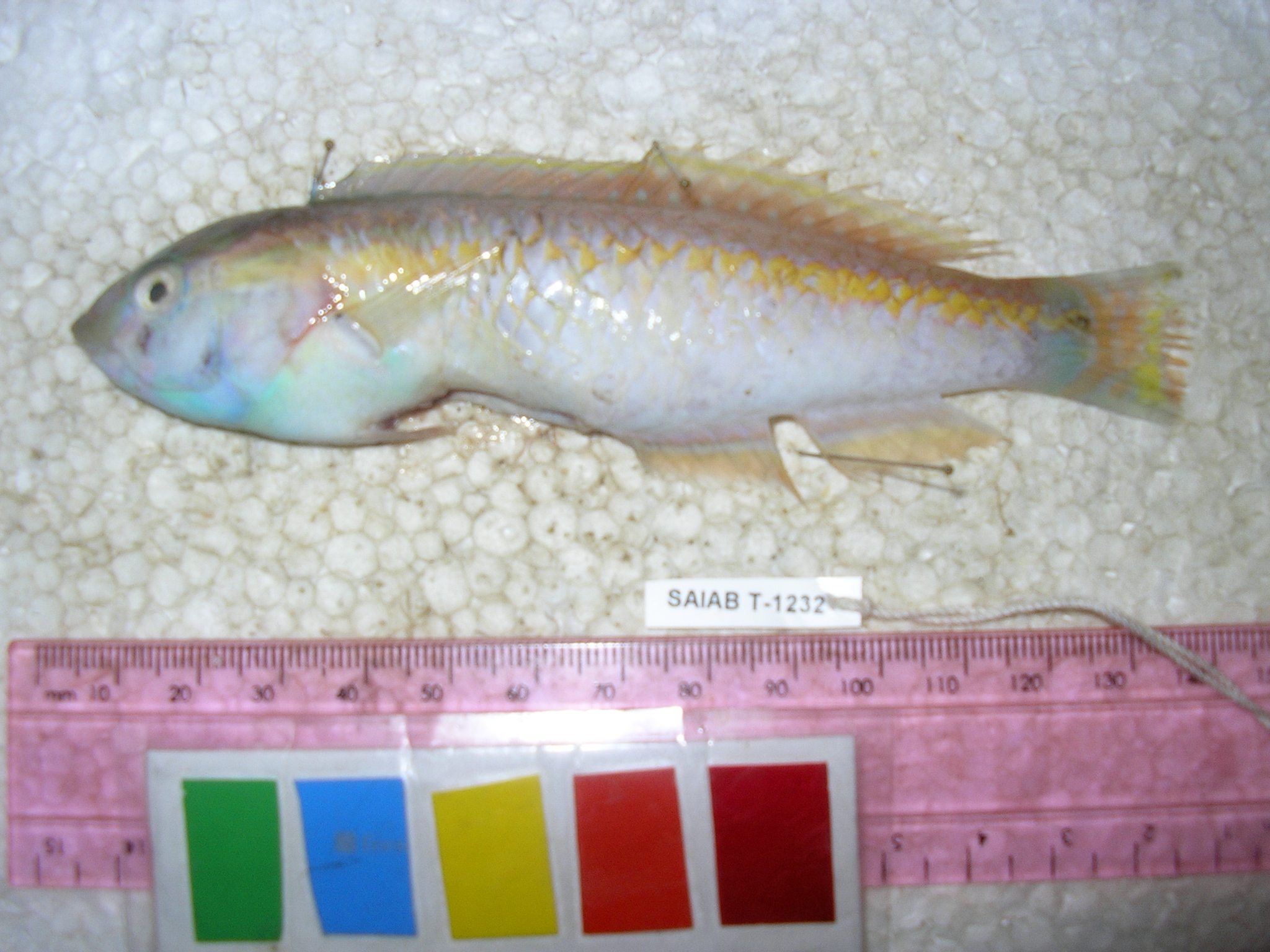 Goldstripe wrasse (Halichoeres zeylonicus) — Labridae — 2