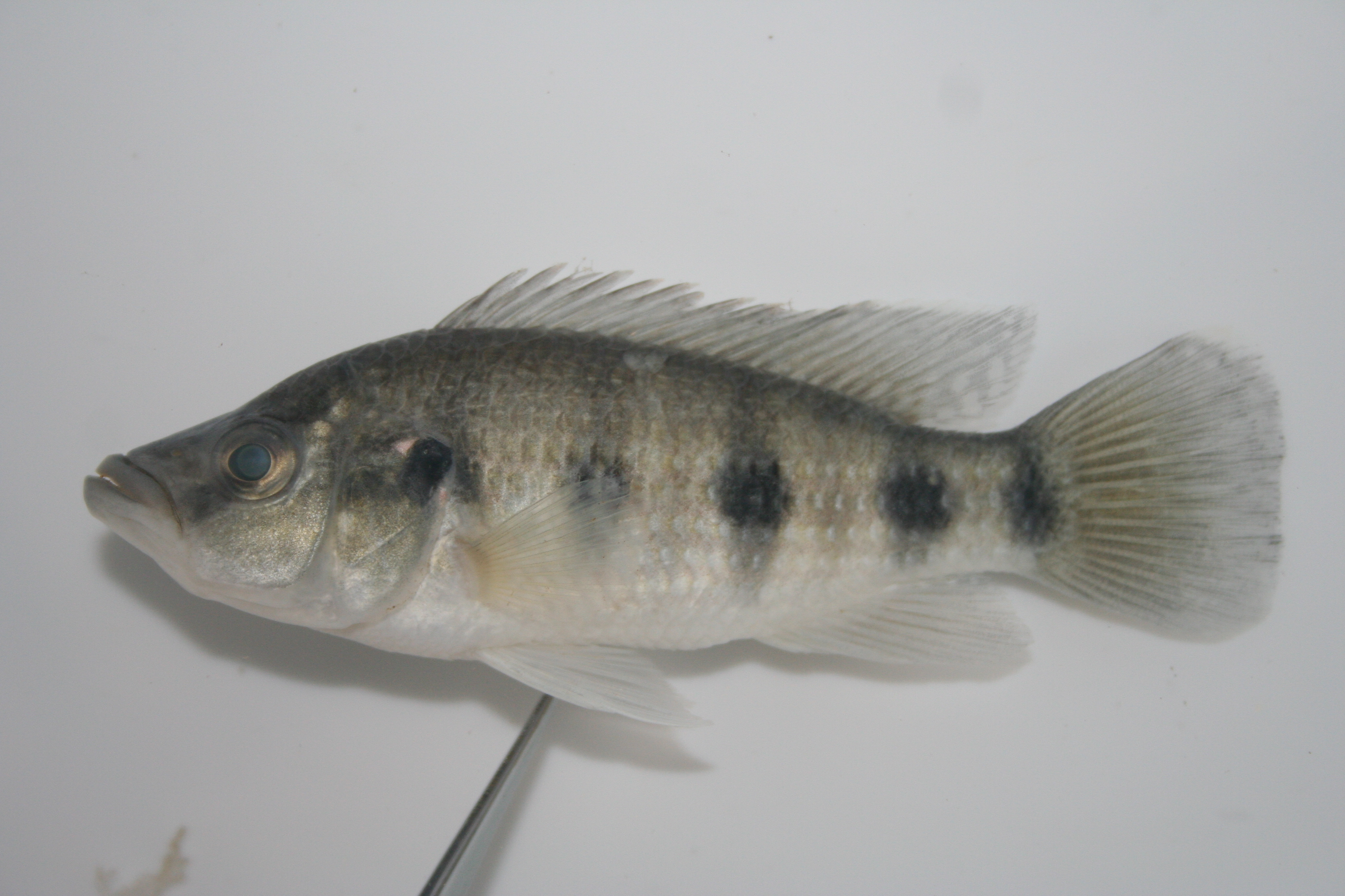 Angola-juweelcichlide (Hemichromis angolensis) — Cichlidae — 2