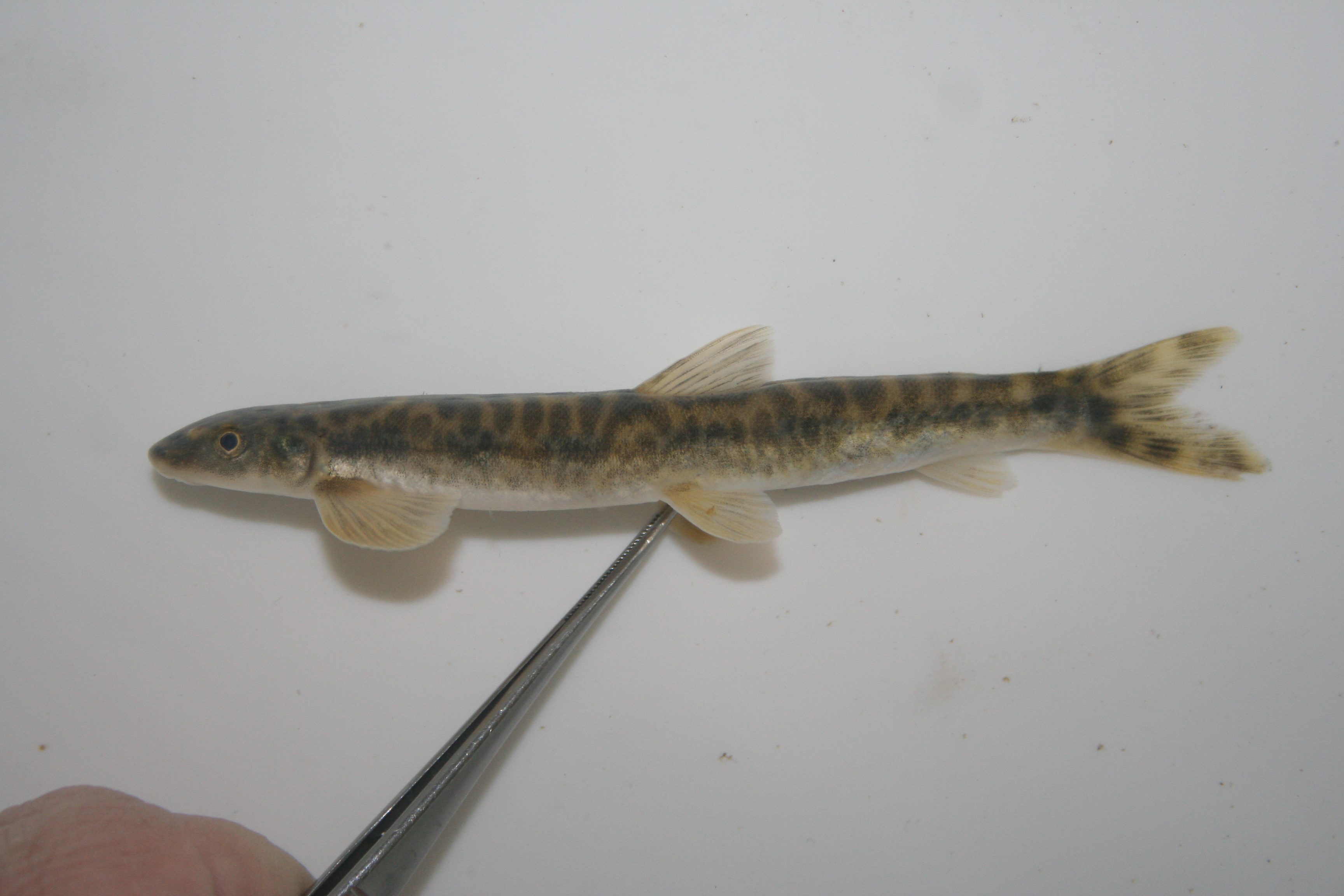 Ansorge's kneria (Kneria ansorgii) — Kneriidae