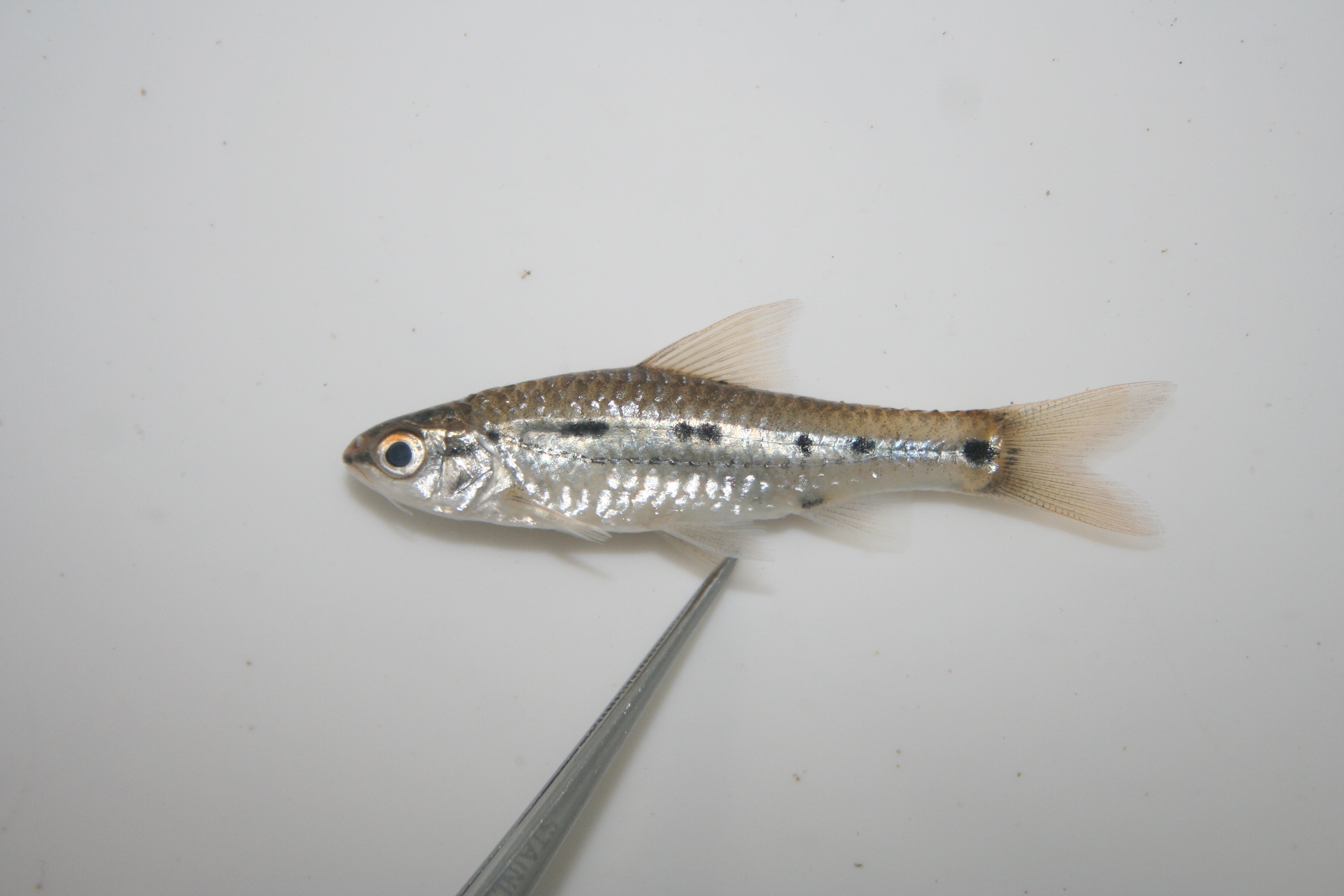 Greenwood's barb (Enteromius greenwoodi) — Cyprinidae — 5