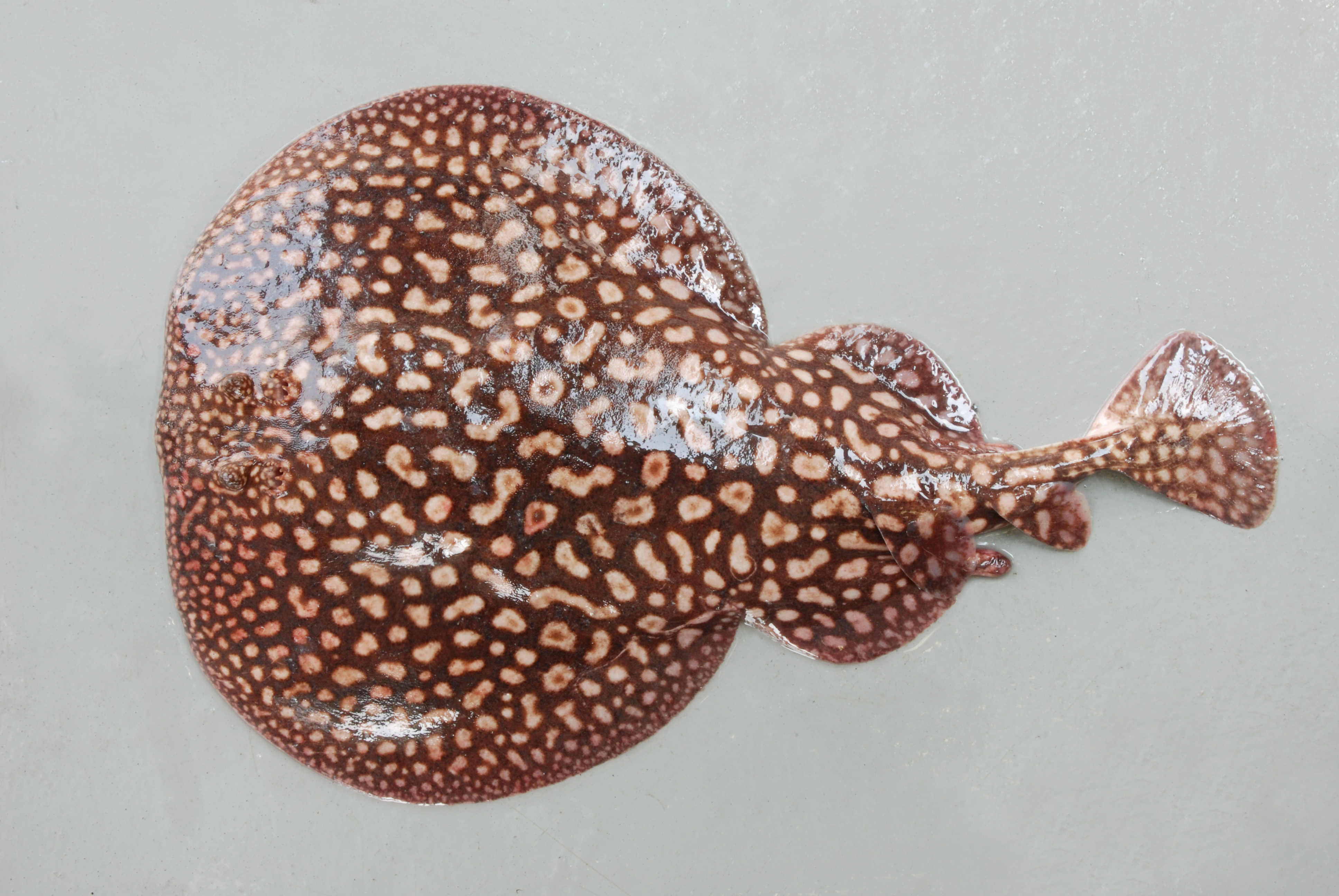 Gulf torpedo (Torpedo sinuspersici) — Torpedinidae — 2