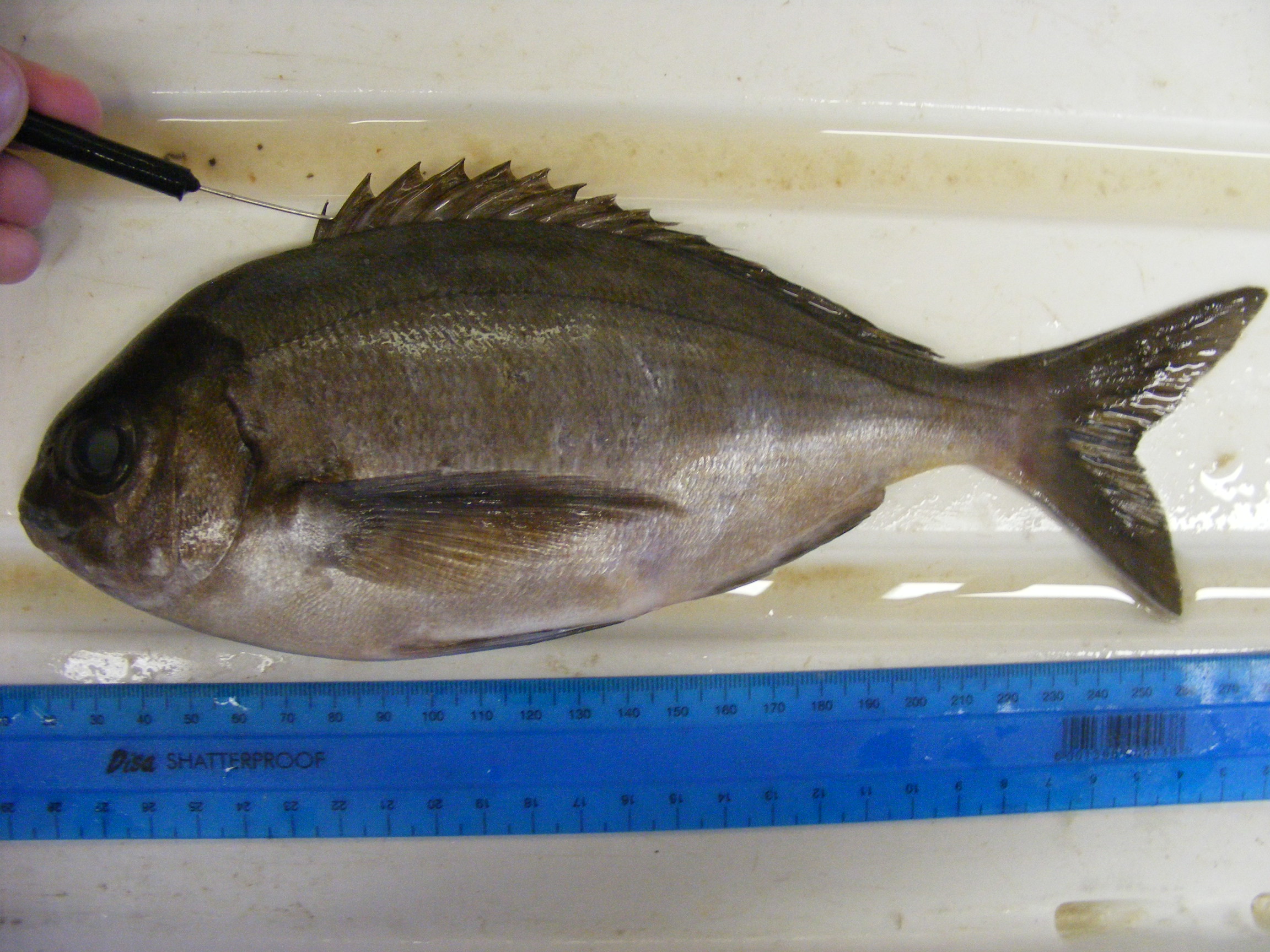 Panga seabream (Pterogymnus laniarius) — Sparidae — 3