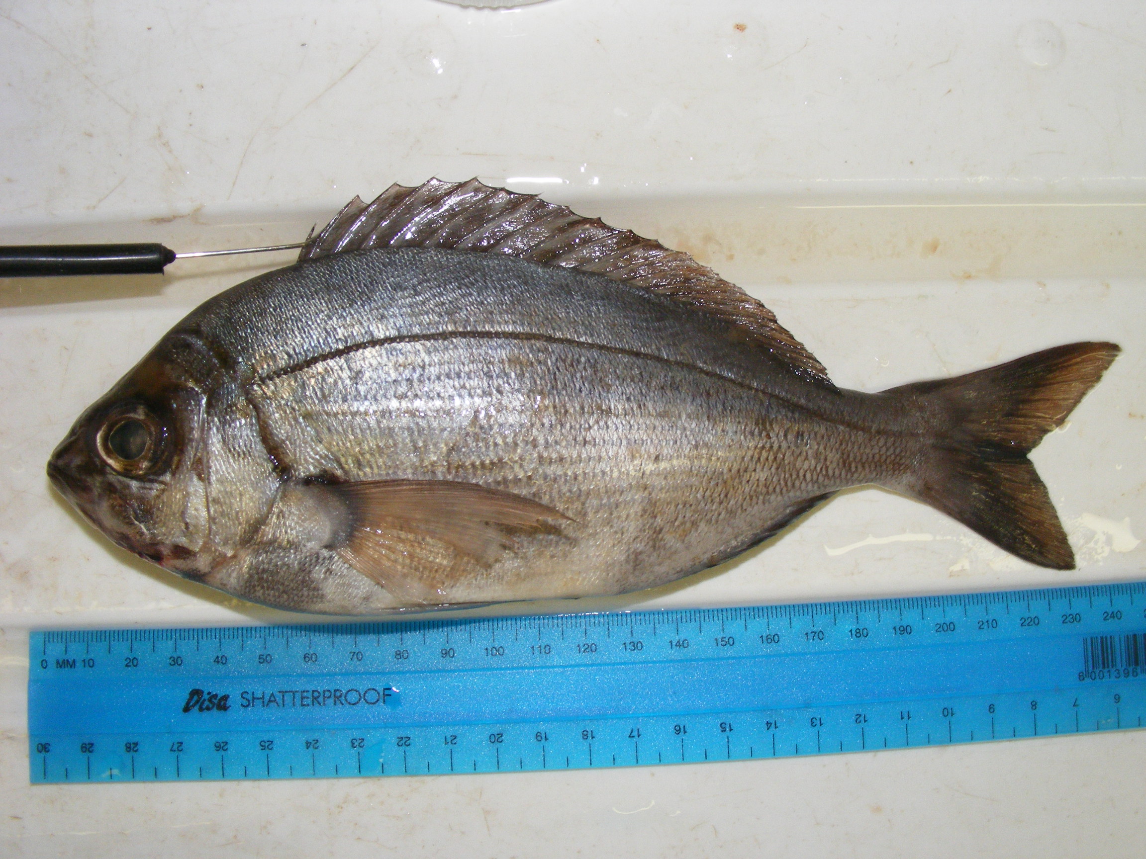 Steentjie (Spondyliosoma emarginatum) — Sparidae — 2