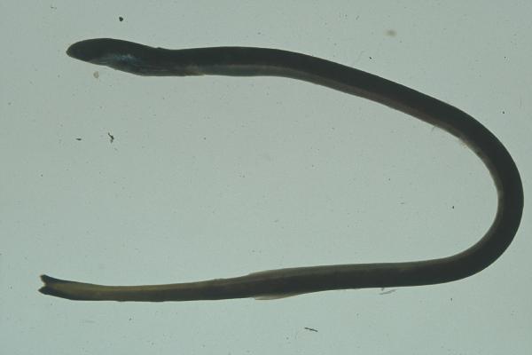 Smallfin spaghetti eel (Moringua microchir) — Moringuidae