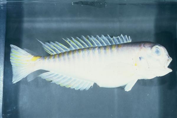 Barred tilefish (Branchiostegus doliatus) — Malacanthidae — 2