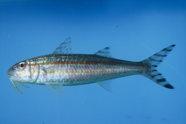 Bandtail goatfish (Upeneus taeniopterus) — Mullidae — 4