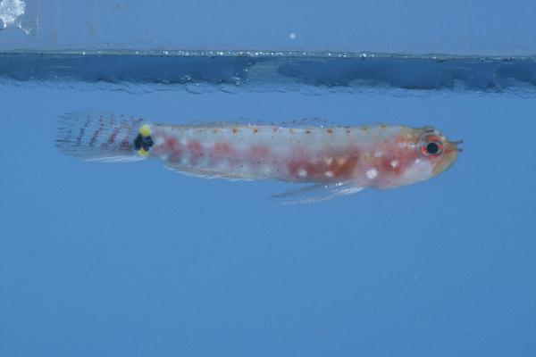 Five-bar pygmy-goby (Eviota zebrina) — Gobiidae — 3