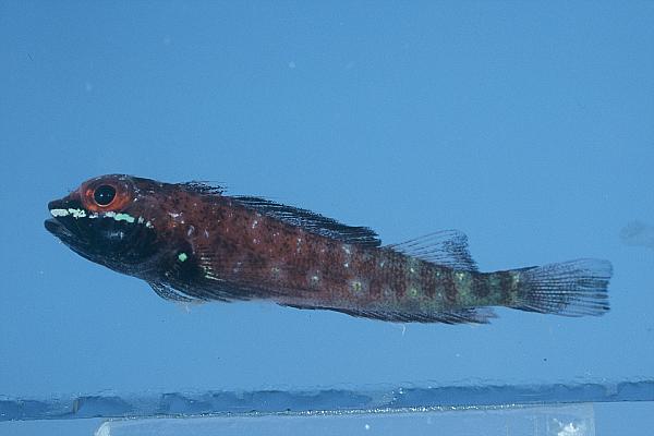 Duskyfin triplefin (Helcogramma fuscopinna) — Tripterygiidae — 4
