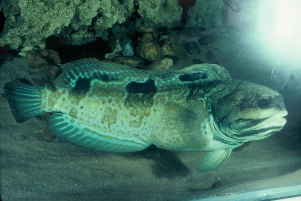 Muscat jawfish (Opistognathus muscatensis) — Opistognathidae