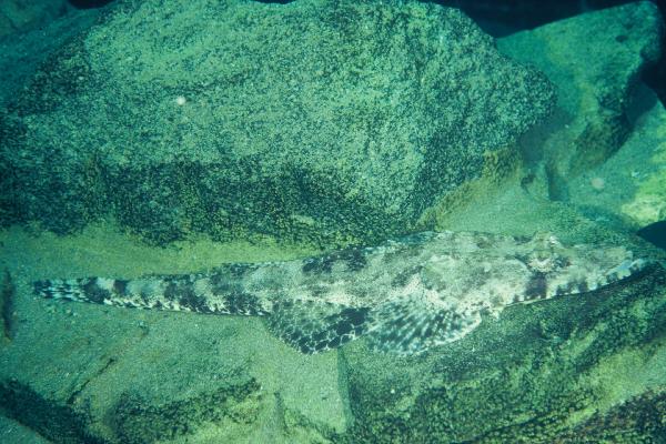 Smallscale flathead (Onigocia oligolepis) — Platycephalidae