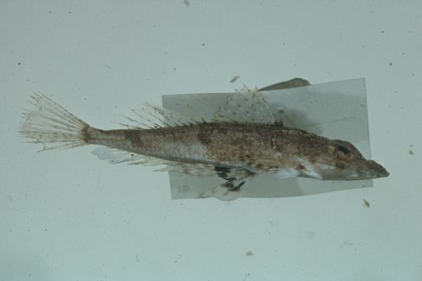 Smallscale flathead (Onigocia oligolepis) — Platycephalidae — 2