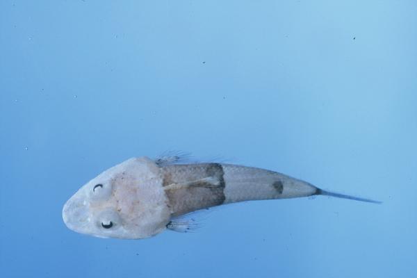 Smallscale flathead (Onigocia oligolepis) — Platycephalidae — 5