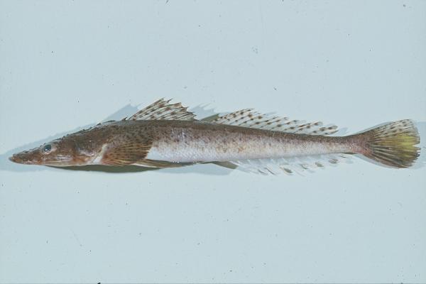 Heemstra's flathead (Cociella heemstrai) — Platycephalidae