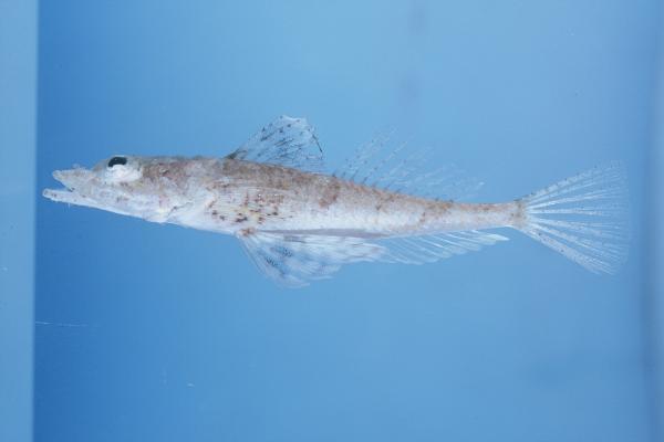 Spotfin flathead (Onigocia pedimacula) — Platycephalidae — 3