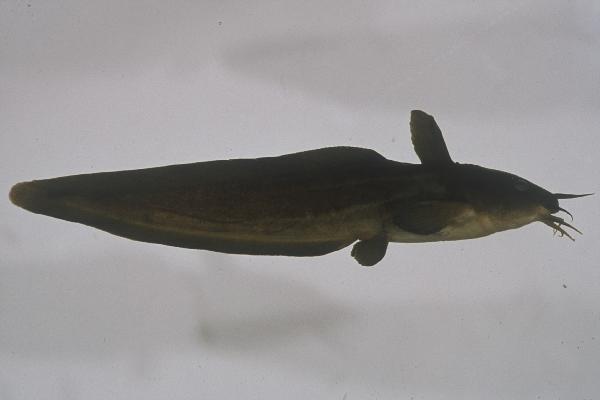 Nkunga eeltail catfish (Plotosus nkunga) — Plotosidae — 4