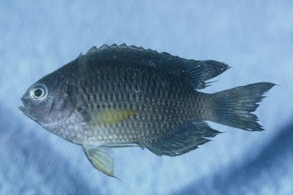 Indian damsel (Pomacentrus indicus) — Pomacentridae — 2