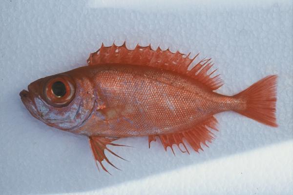 Deepsea bigeye (Priacanthus fitchi) — Priacanthidae — 4