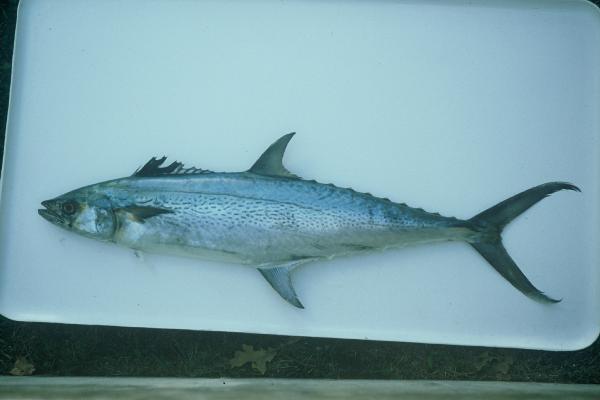 Kanadi kingfish (Scomberomorus plurilineatus) — Scombridae — 3