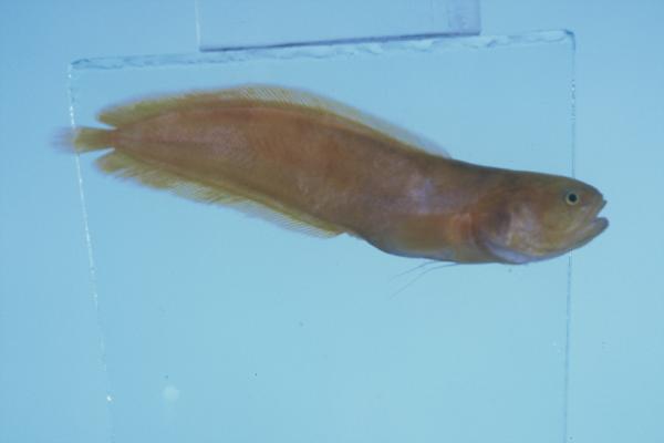 Coral brotula (Dinematichthys iluocoeteoides) — Bythitidae