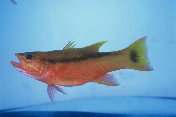 Blackstripe Basslet photo 2