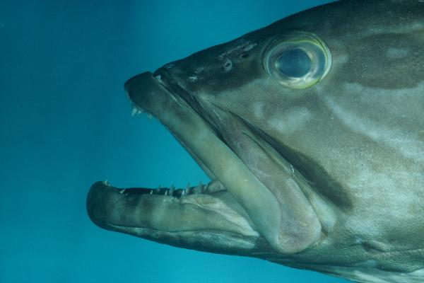 Coral cod (Epinephelus bruneus) — Serranidae — 4