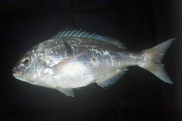 Seventyfour seabream (Polysteganus undulosus) — Sparidae — 3