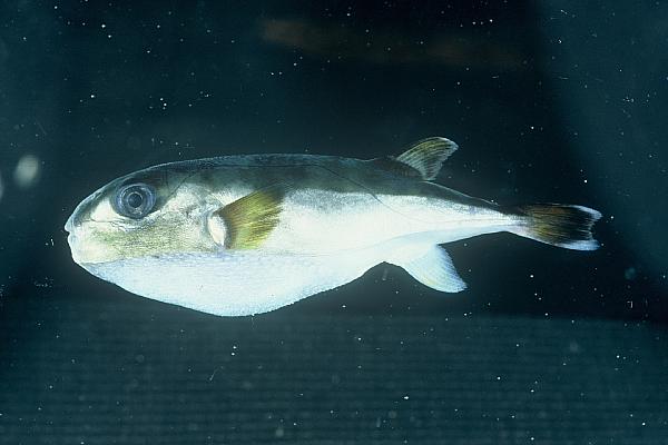 Brownback puffer (Lagocephalus gloveri) — Tetraodontidae