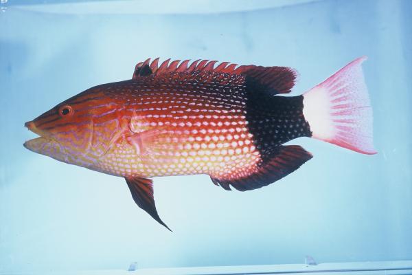 Blackbanded hogfish (Bodianus macrourus) — Labridae — 5