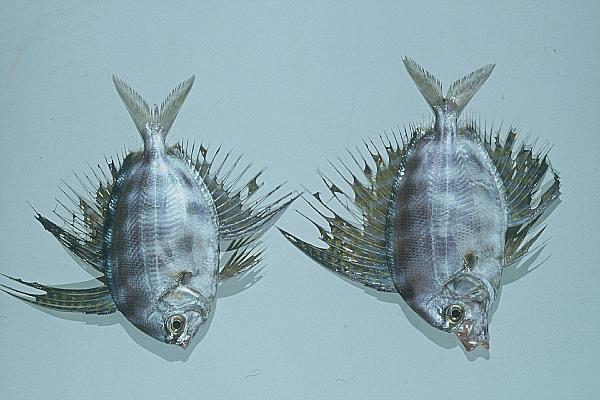 Sailfin velifer (Velifer hypselopterus) — Veliferidae — 2