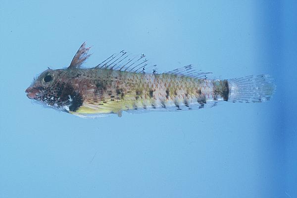Spotbelly triplefin (Enneapterygius ventermaculus) — Tripterygiidae — 5