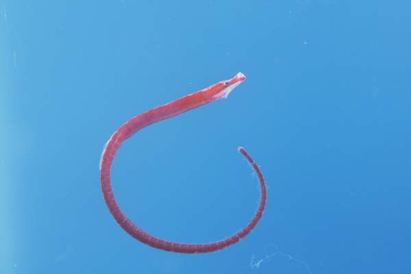 Sierlijke dwerg-zeenaald (Nannocampus elegans) — Syngnathidae