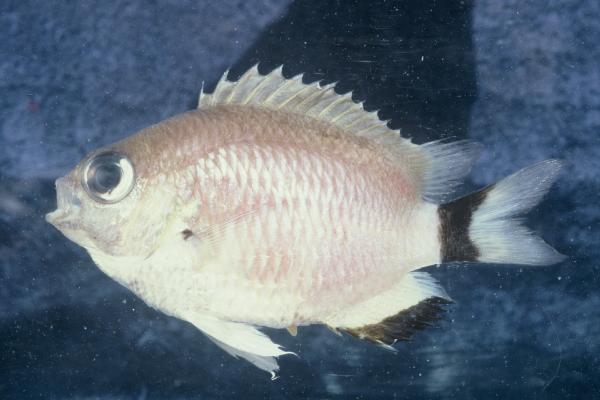 Woods' chromis (Chromis woodsi) — Pomacentridae — 3