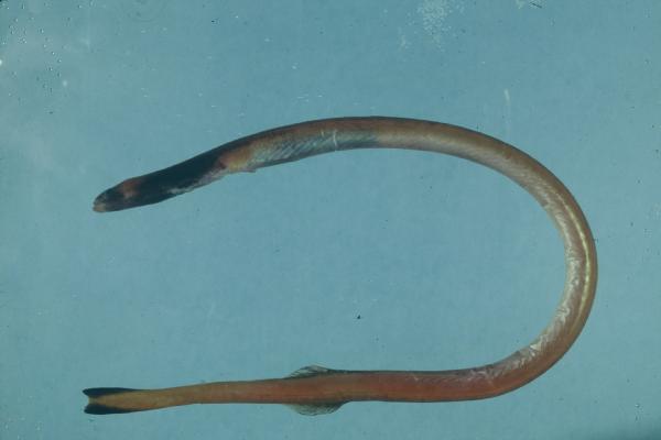 Intermediate thrush-eel (Moringua ferruginea) — Moringuidae — 4
