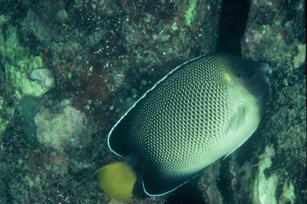 Indische geelstaart-keizersvis (Apolemichthys xanthurus) — Pomacanthidae — 5