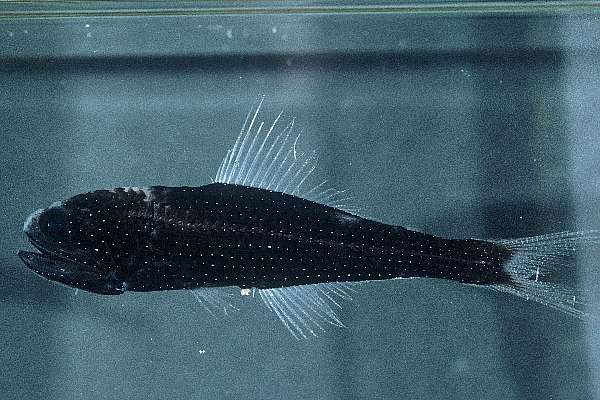 Multispotted Lanternfish photo 4