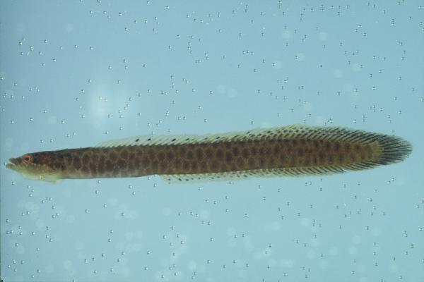 Shaka longfin (Halimuraena shakai) — Pseudochromidae