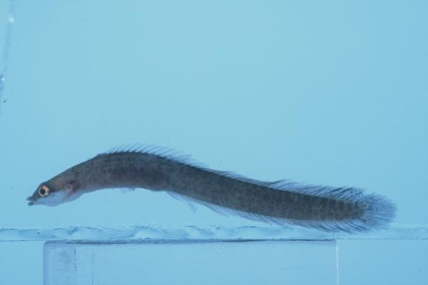 Shaka longfin (Halimuraena shakai) — Pseudochromidae — 4