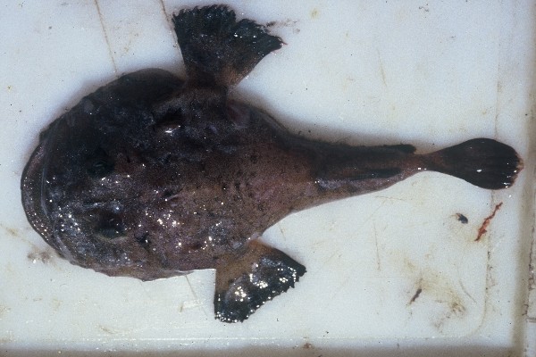 Cape monk (Lophius vomerinus) — Lophiidae — 4