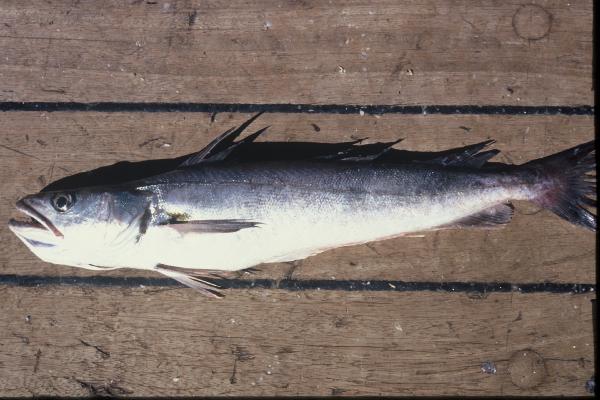 Shallow-water Cape hake (Merluccius capensis) — Merlucciidae — 5