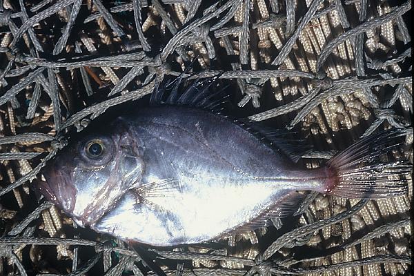 Cape dory (Zeus capensis) — Zeidae — 4