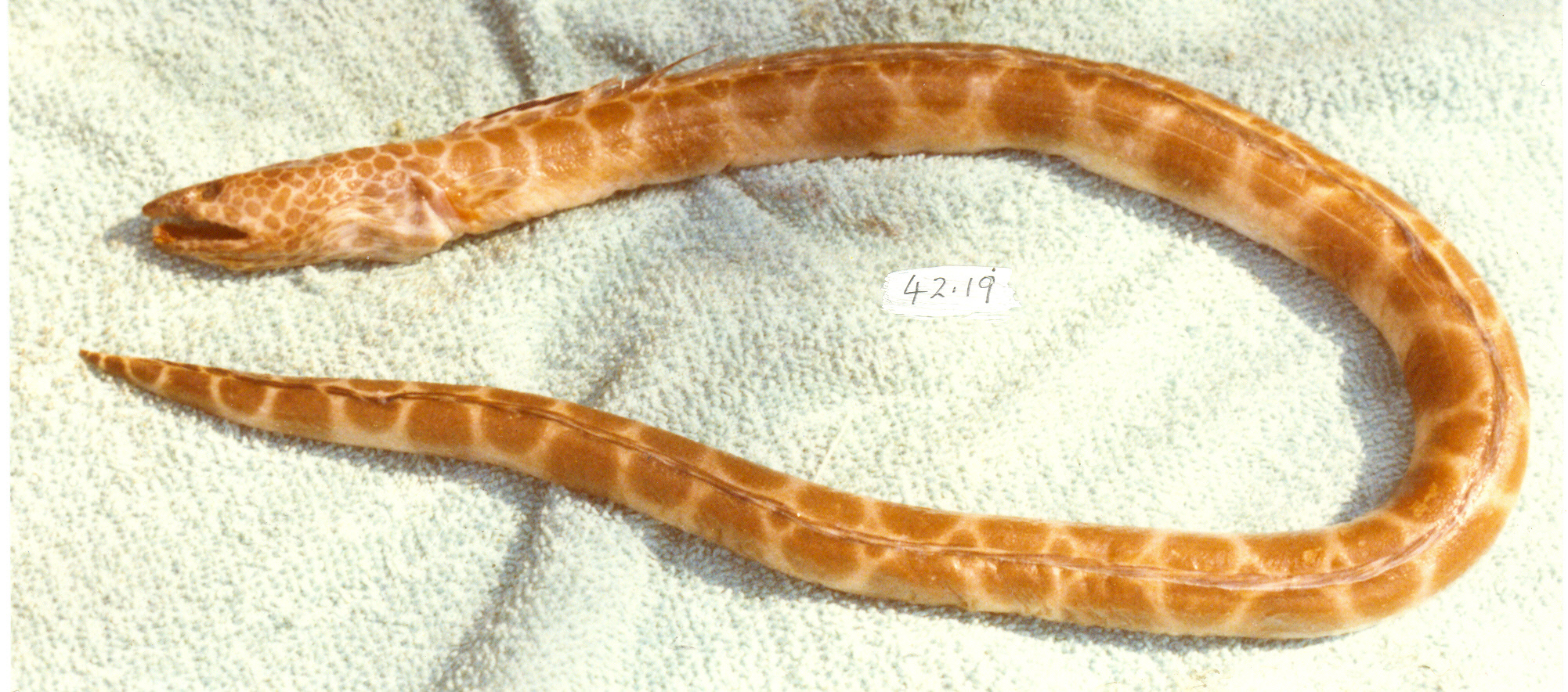 Erabu snake eel (Ophichthus erabo) — Ophichthidae — 3