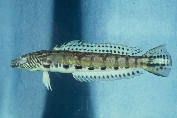 Kamohara sandperch (Parapercis kamoharai) — Pinguipedidae — 5