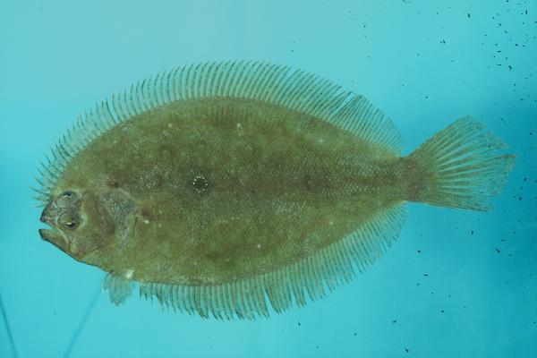 Cinnamon flounder (Pseudorhombus cinnamoneus) — Paralichthyidae