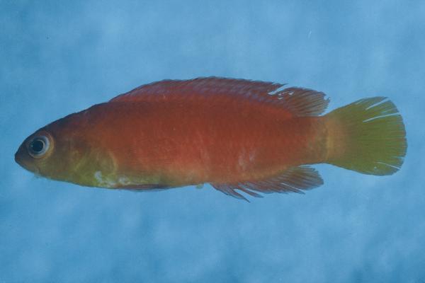Yellow dottyback (Pseudochromis luteus) — Pseudochromidae
