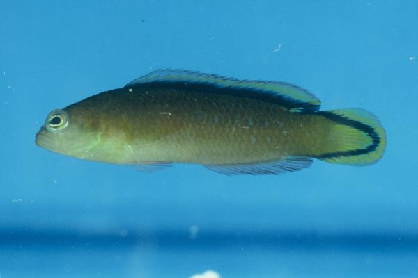 Black-banded dottyback (Pseudochromis tapeinosoma) — Pseudochromidae — 3