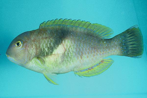 Robuuste tandlipvis (Choerodon robustus) — Labridae